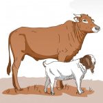 PDI Perjuangan Boyolali Salurkan 21 Sapi dan 9 Kambing untuk Kurban Idul Adha