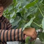Wawan Pramono Panen Sayur di Demplot Colomadu, Bukti Lahan Nonproduktif Bisa Menjadi Sumber Ketahanan Pangan Keluarga