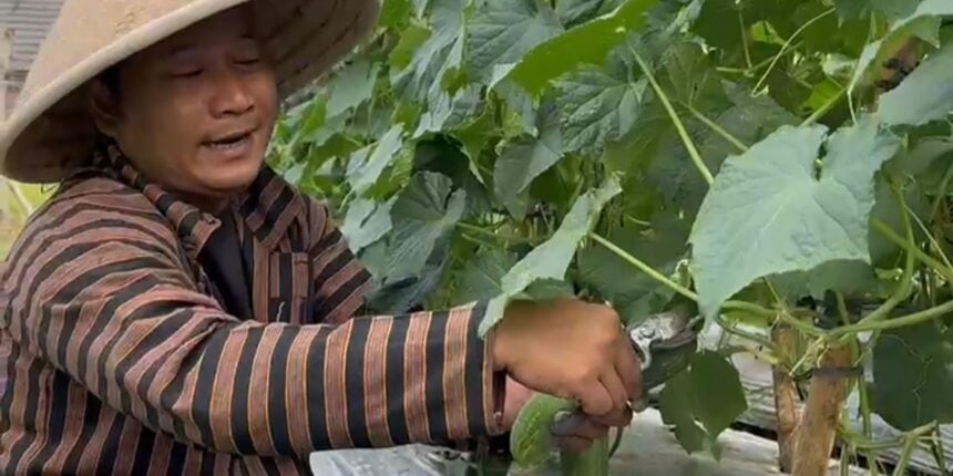 Wawan Pramono, Ketua DPW Tani Merdeka sedang memanen sayuran di demplot Colomadu, (foto: istimewa)